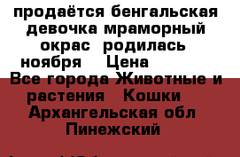 продаётся бенгальская девочка(мраморный окрас).родилась 5ноября, › Цена ­ 8 000 - Все города Животные и растения » Кошки   . Архангельская обл.,Пинежский 